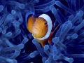 Nemo