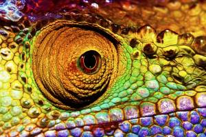 Reptilian eye Reptilian eye