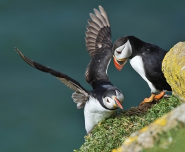 Puffins