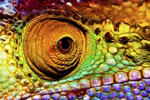 Reptilian eye Reptilian eye