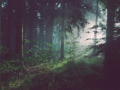 thumbs_Unsplash-403