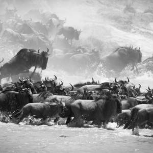 Stampede