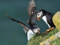 Puffins