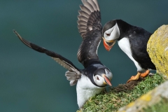 Puffins