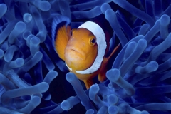 Nemo