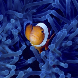 Nemo