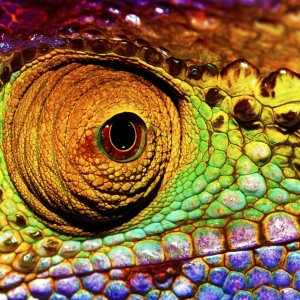 Reptilian eye