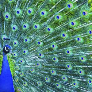 beautiful peacock