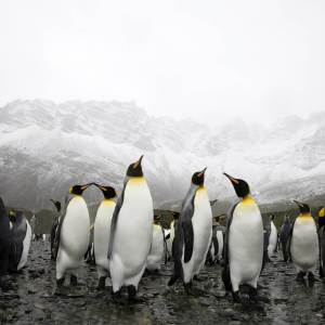 Penguins Penguins