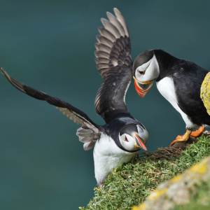 Puffins Puffins