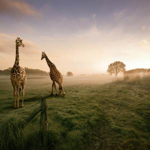 Giraffe Giraffe