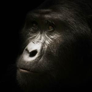 Gorilla Gorilla