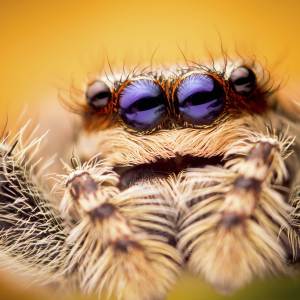Spider Eyes Spider Eyes