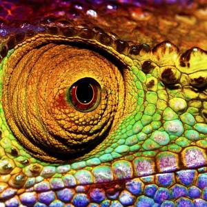 Reptilian eye Reptilian eye