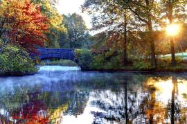 Fall Colors