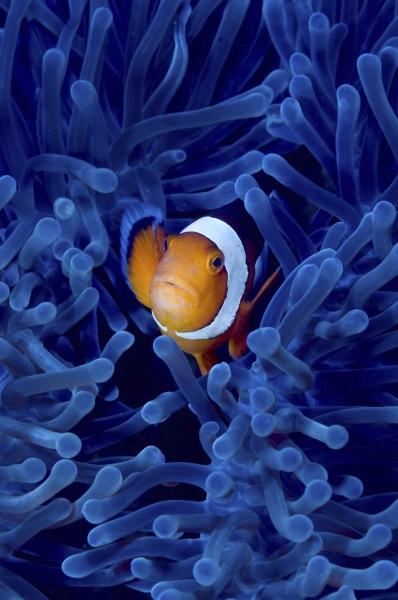 Nemo