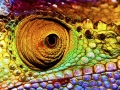 Reptilian eye